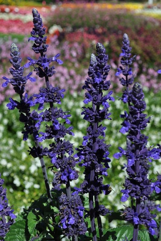 Picture of 'Big Blue' Leads the flower pack - Colorado Flower Trails Top Performer