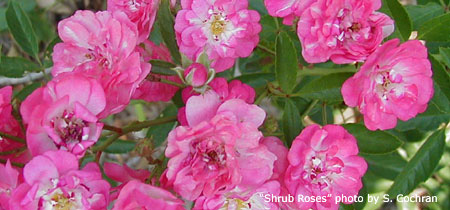 Picture of Shrub Roses