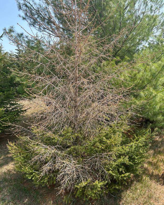  Severe drought damage on spruce.