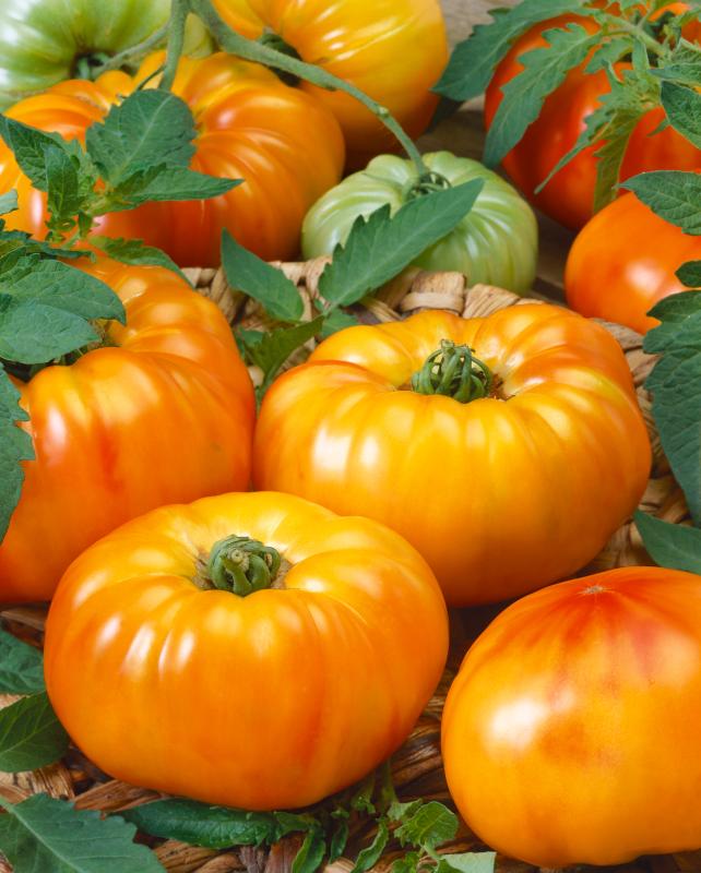 Picture of Tomato-Chefs-Choice-Bi-Color