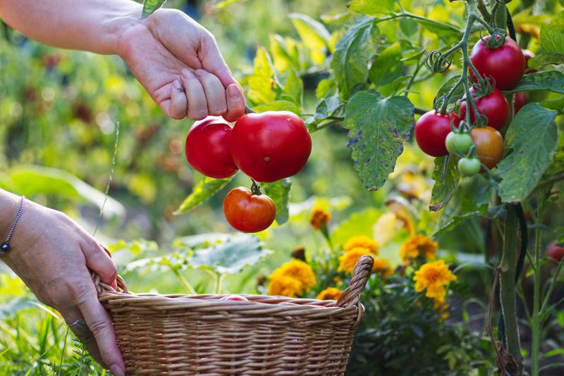 Hand holding 3 tomatoes on a vine over a wicker basket.