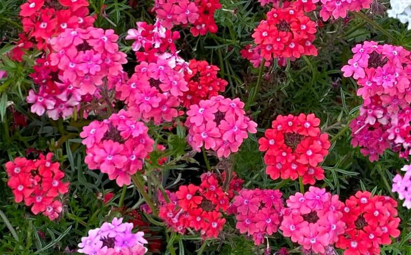 Image of flower Verbena Sweetheart Kisses