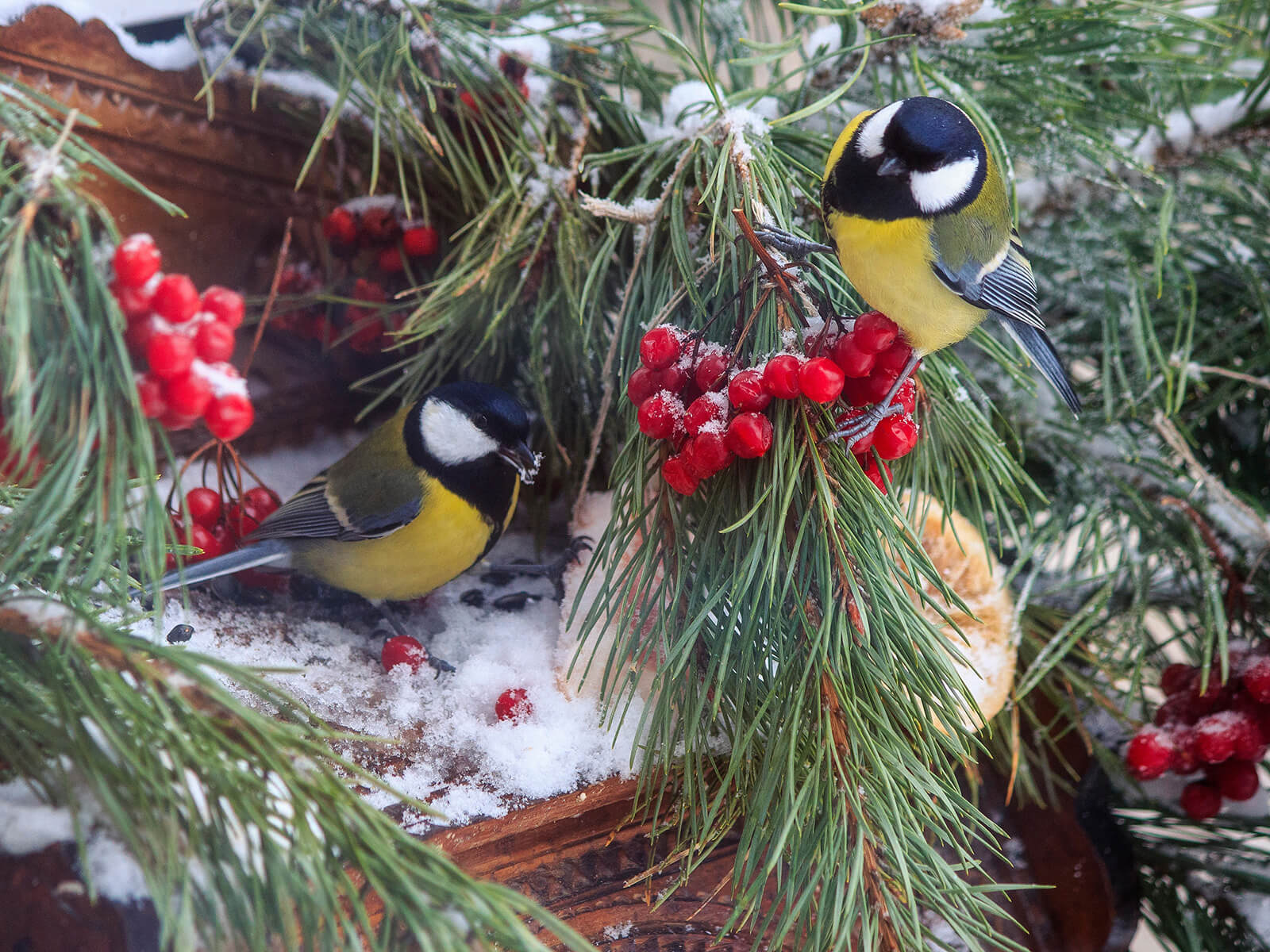 Two birds that are yellow, black and white - eating red berries that are laid on an evergreen branch.