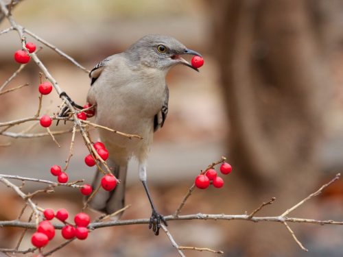 Bird on branch with red berry in its beak.