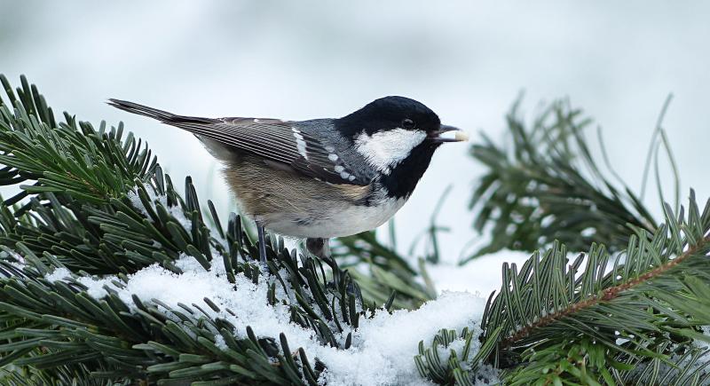 Picture of bird in recycled Christmas tree outside.