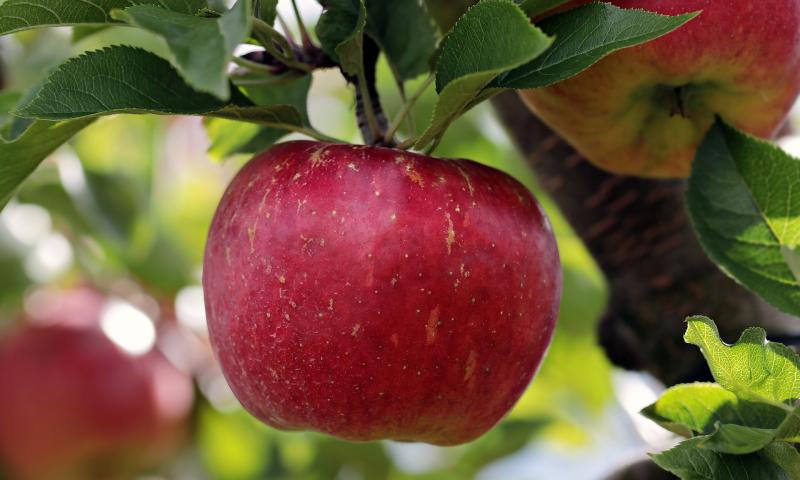 Image of an apple. 