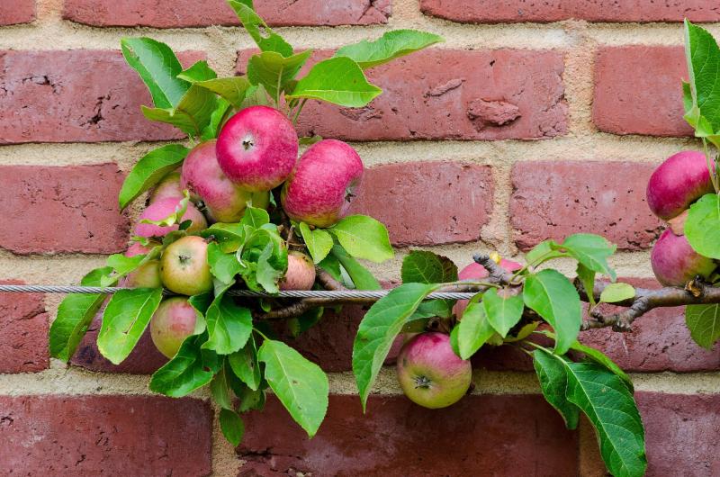 Picture of Espalier: Create Living Art with Form and Function, Choosing Plant Material , 