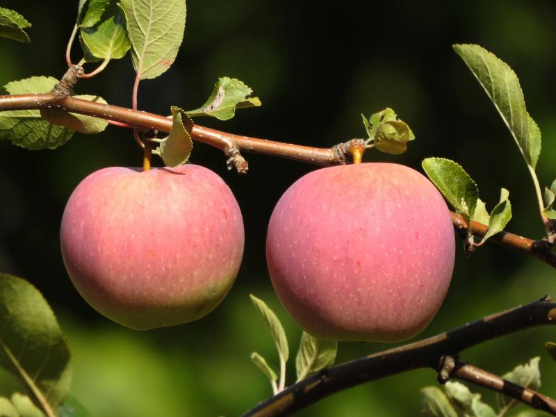 Picture of two apples on tree.