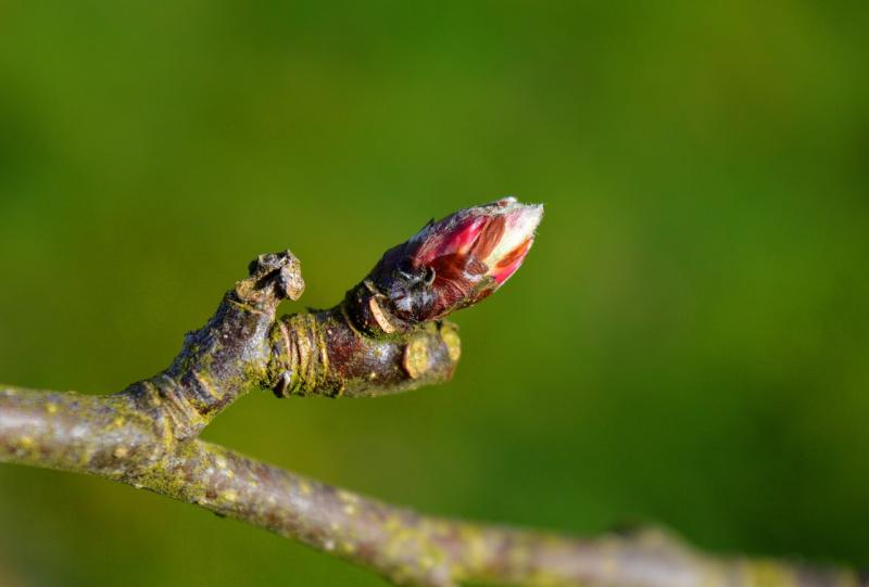 close up of an apple blossom on a small branch