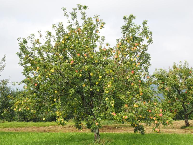 Picture of Apple Tree.