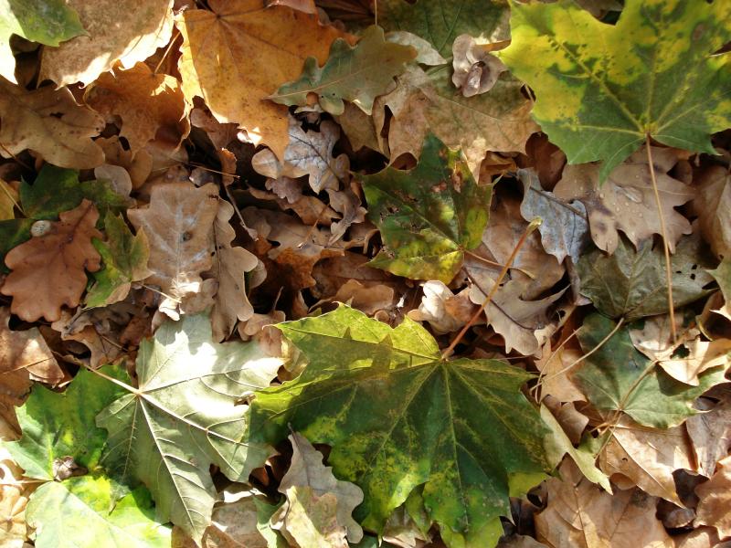 Close up of a pile of fall leaves. Some brown, green, yellow.