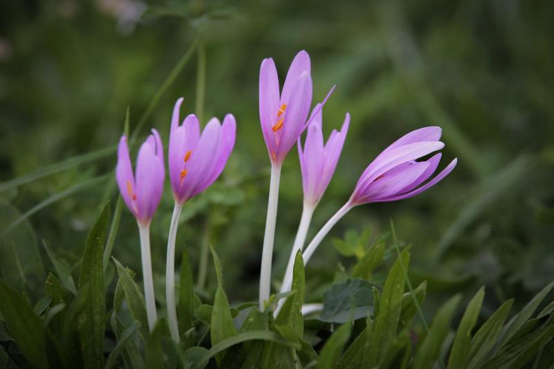 Image of autumn crocus, Colchicum autumnale. 