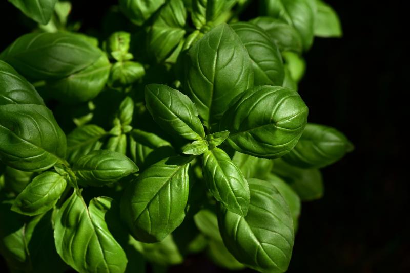 Picture of the herb basil.