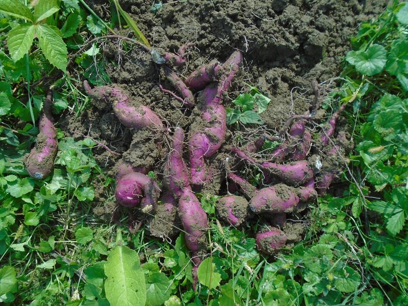 Picture of purple skin sweet potatoes.