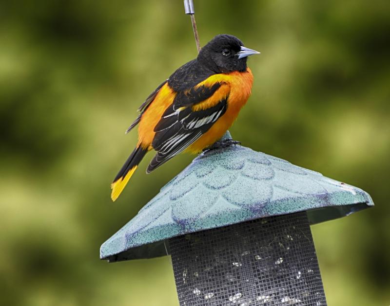 Image of a male Baltimore oriole. Image from Pixabay.com.