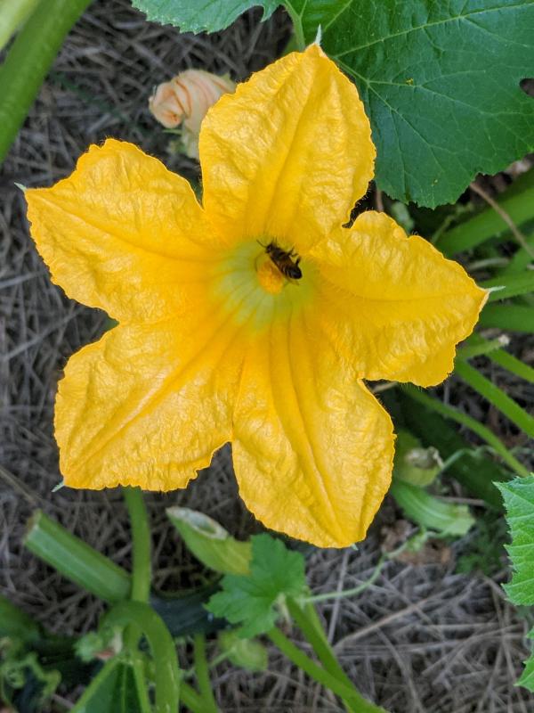 Picture of a bee on a pumpkin flower. 