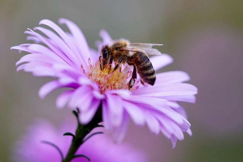 Image of bee on flower. 