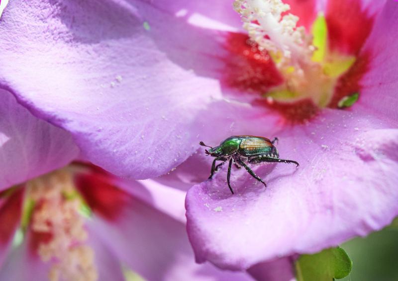 Picture of Japanese Beetle