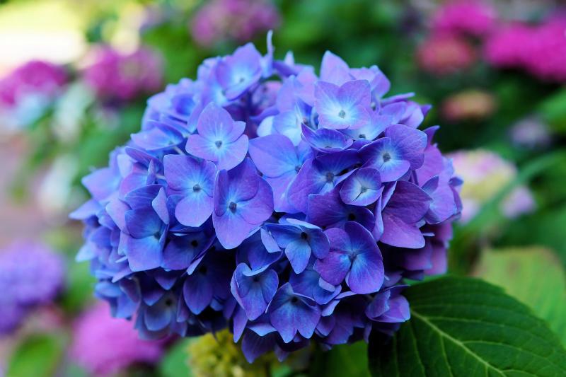 Picture of bright purple bigleaf-hydrangea.