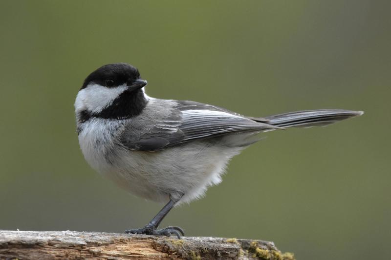 Picture of black-capped chickadee bird.