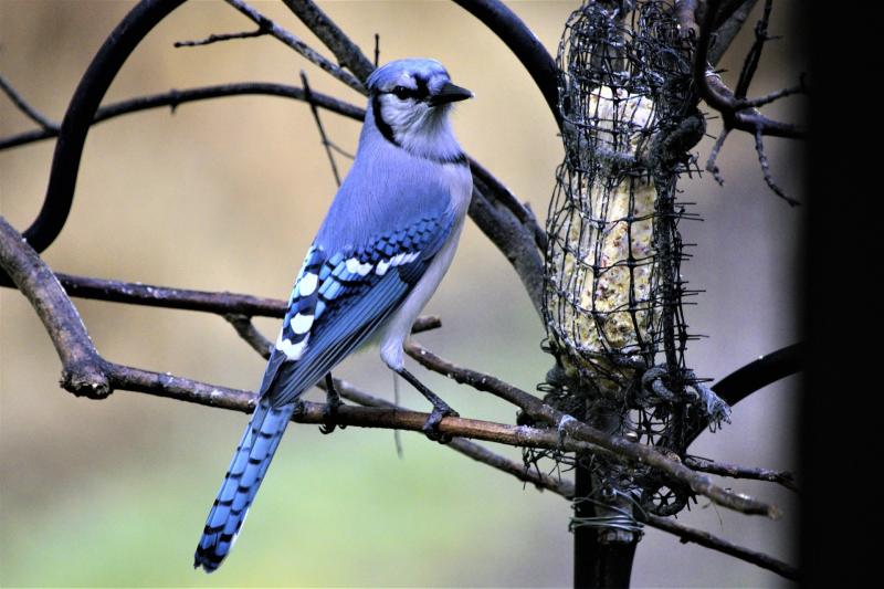 The addition of a suet feeder will attract woodpeckers, nuthatches, bluejays and other woodland species to your yard.  Image from Pixabay.