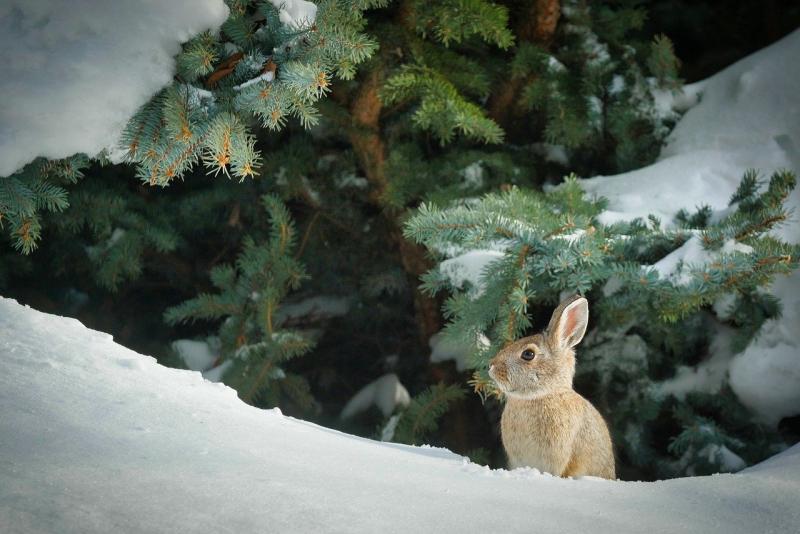 Picture of Cottontail Rabbit in a Winter Scene.