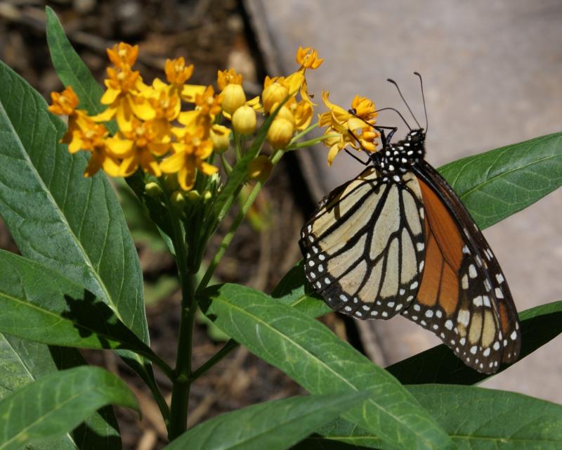 Picture of monarch butterfly on butterfly milkweed flowers. 