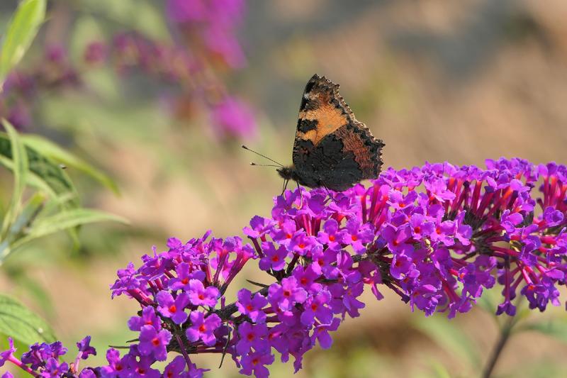 Picture of Butterfly on a purple Butterfly bush.