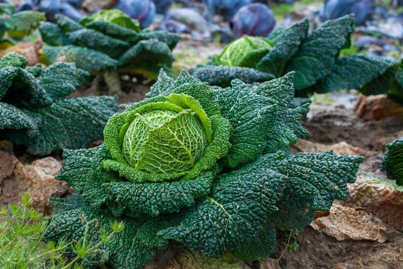 Image of a mature cabbage head with large leaves.