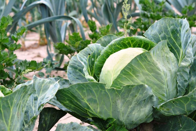 Image of garden vegetables. 