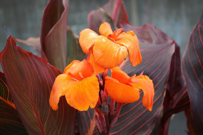 Picture of canna flowers. 