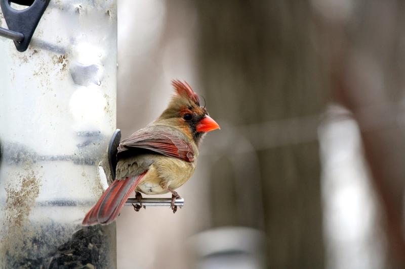 Picture of Cardinal.