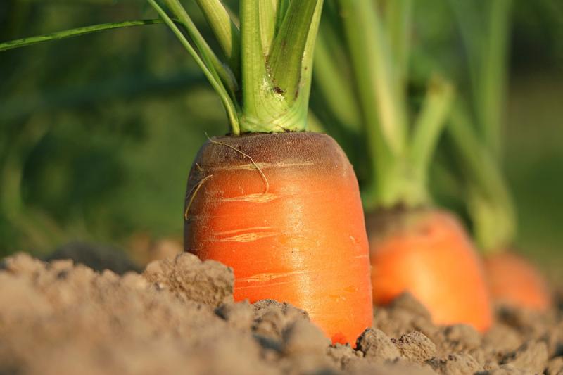 Picture of carrots ready to harvest.