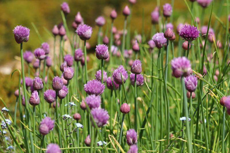 Picture of Chives in bloom.