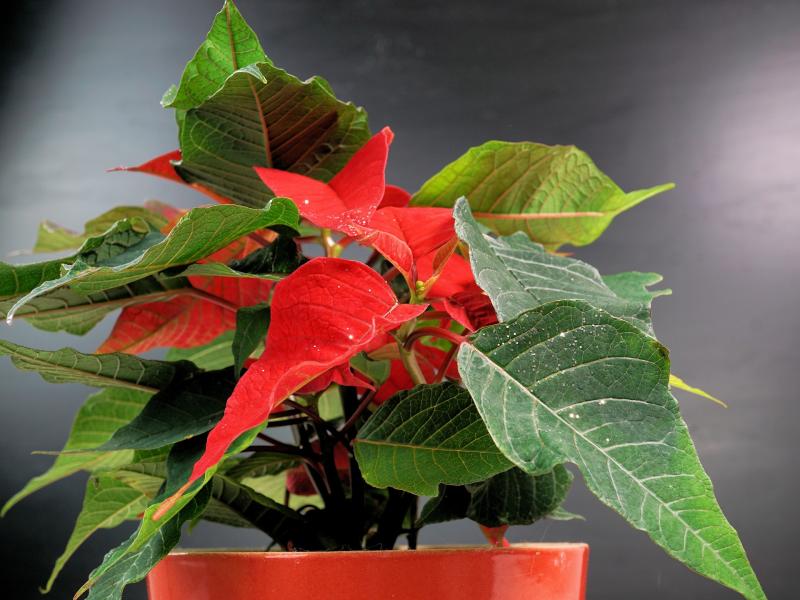 Picture of the Christmas Star poinsettia plant.