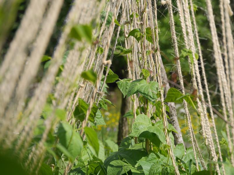 Image of green beans climbing a string trellis. 