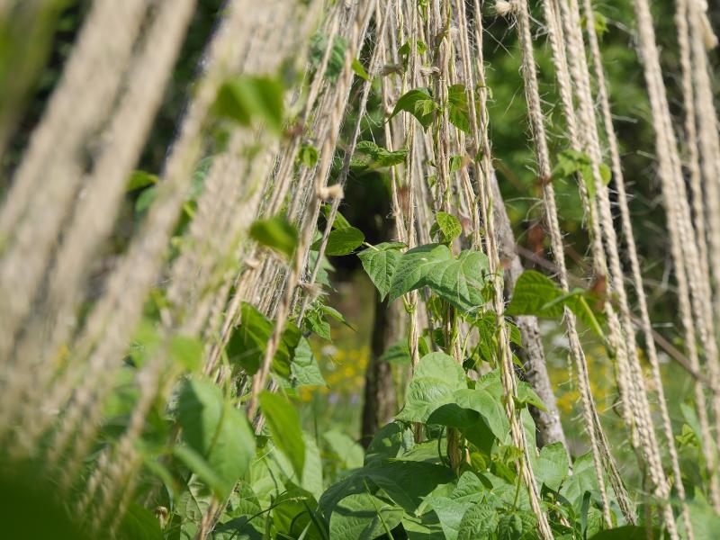 Image of climbing bean vines. 