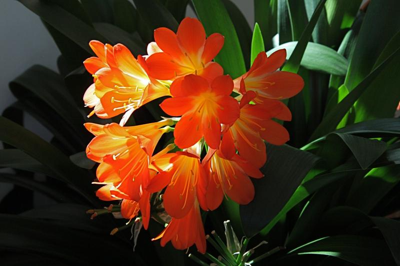 Picture of houseplant, common name Natal lily. 