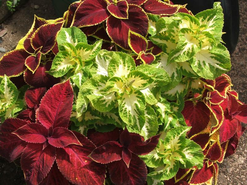 Two varieties of coleus plants, one a deep red leaf and the other is green with white centers.