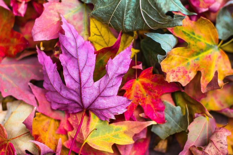 Image of colorful fall leaves. 