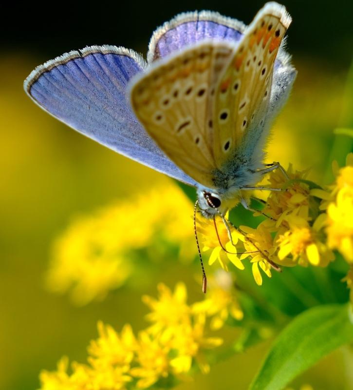 close-up of a small blue butterfly on a Goldenrod bloom