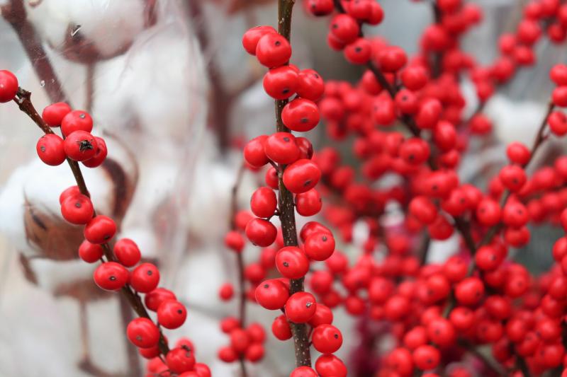 Picture of winterberry holly. 