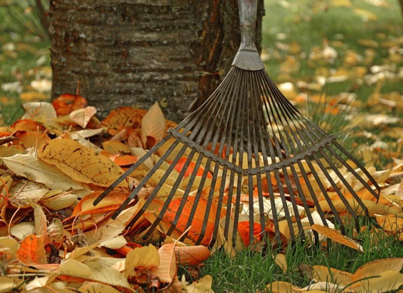 Picture of leaves being raked.