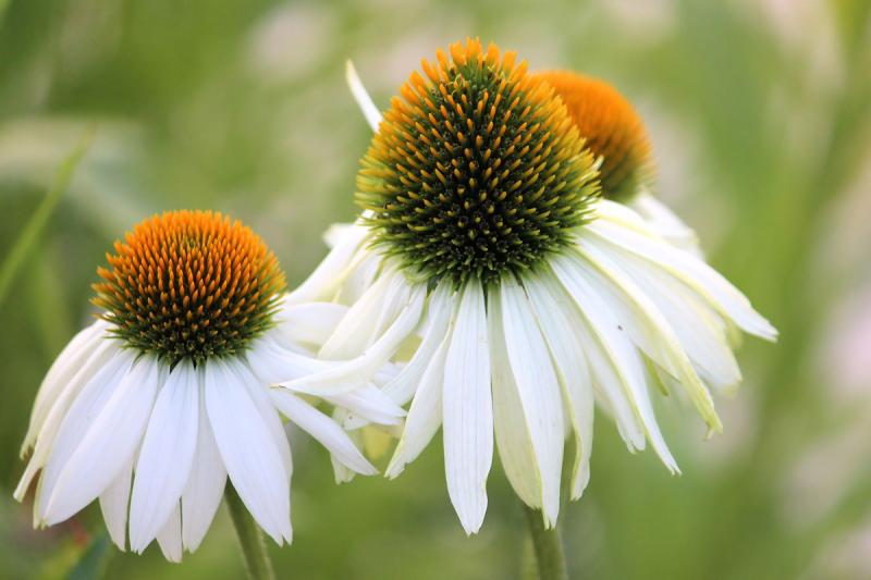 Picture of White Coneflower