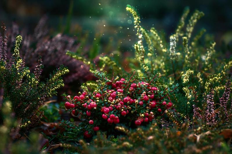 Image of cranberry shrub. 