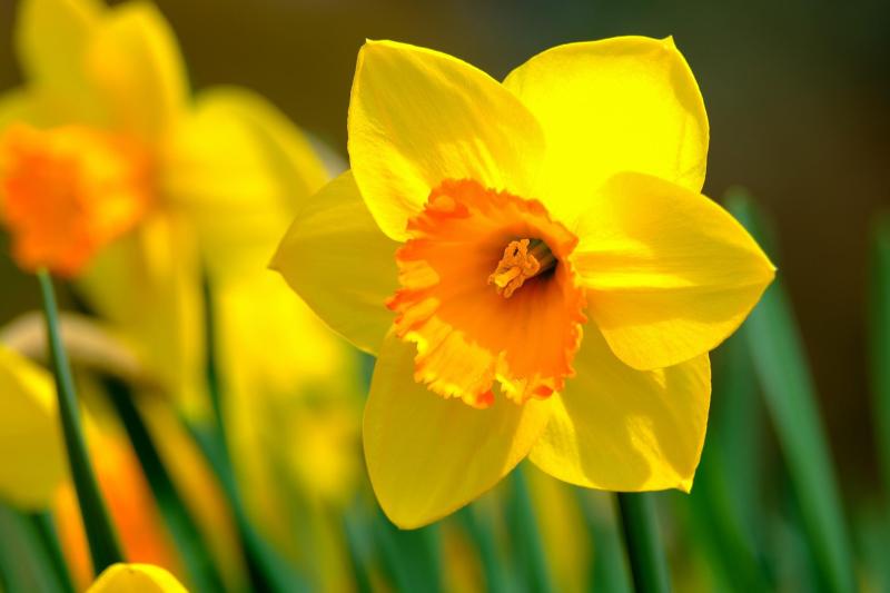 Picture of daffodils