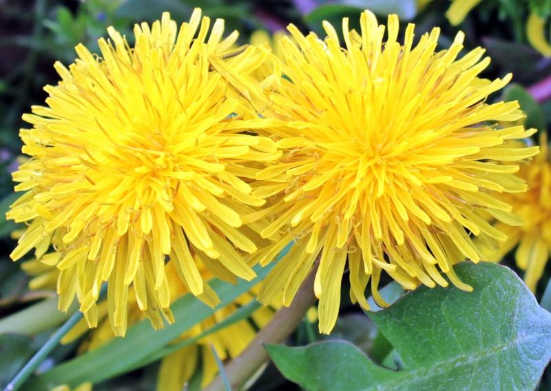 Image of dandelion flowers. 