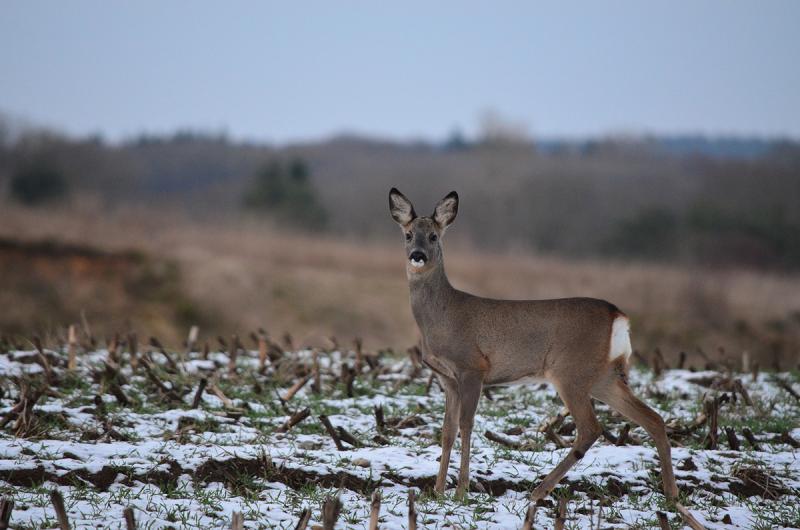 Picture of deer in winter.