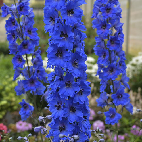 Image of 'Million Dollar Blue' delphinium. 