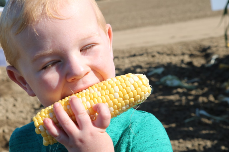 Picture of a little child eating yellow corn.